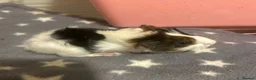 Guinea Pig rodents for sale: Sows now available :)  - Advert 2