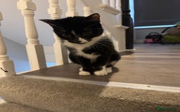 Mixed Breed cats for sale: Kittens for sale  - Image 2