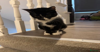 Mixed Breed cats - Advert 4