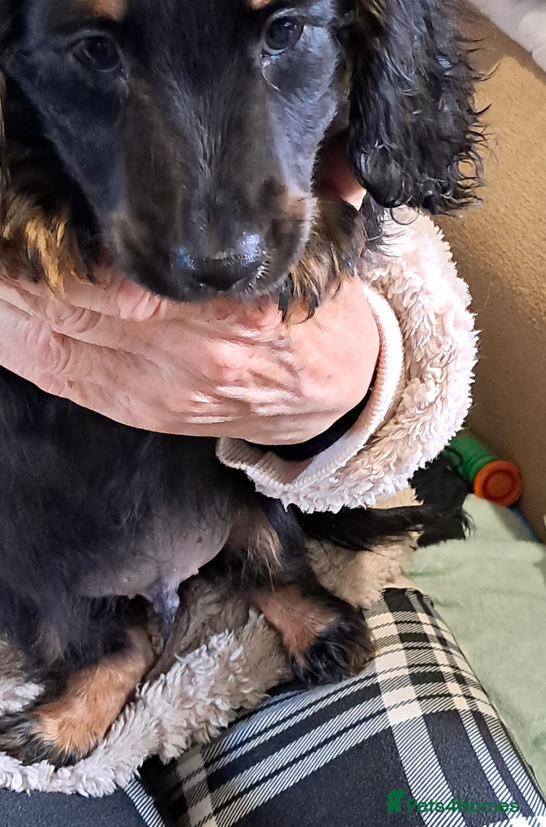 Miniature Dachshund dogs for sale: Miniture dachshund puppy last boy !!  - Advert 2