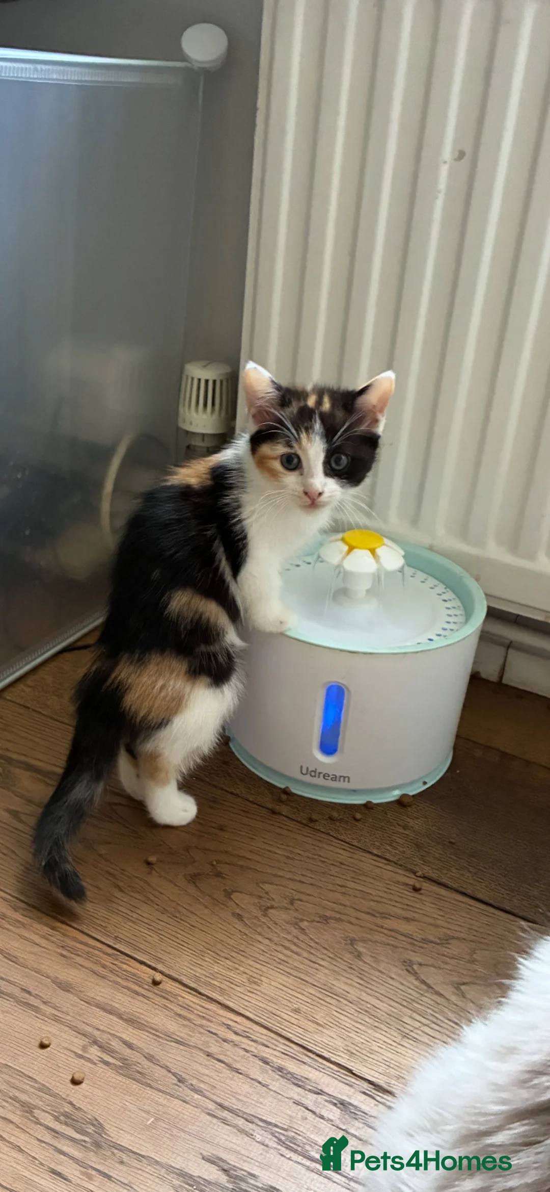 Ragdoll cats for sale: Ragdoll X kittens in Crawley - Advert 4