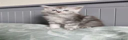 Maine Coon cats for sale: Pure Maine coons kittens ❤️❤️  - Advert 7