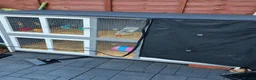Guinea Pig rodents for sale: 2 Female Guinea Pigs & Hutch 💖 - Advert 5
