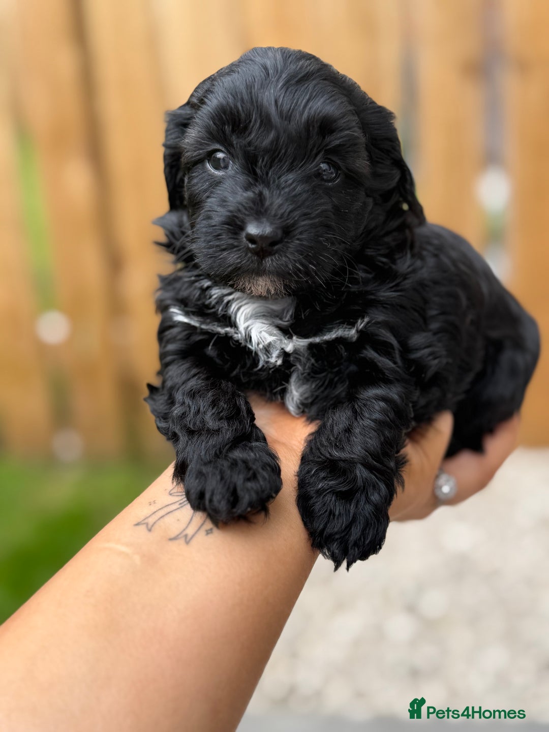 Yorkiepoo dogs for sale: Yorkiepoos - Image 23