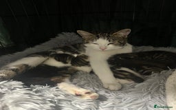 Domestic Shorthair cats for sale: 4 beautiful 3 week old kittens  in Rugeley - Image 10