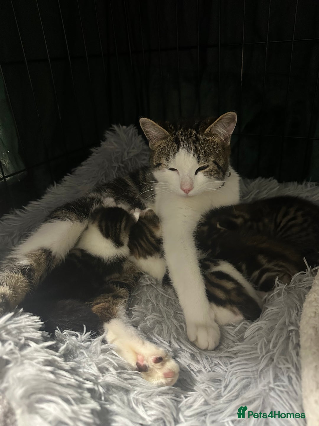 Domestic Shorthair cats for sale: 4 beautiful 3 week old kittens  in Rugeley - Image 10