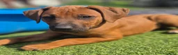 Rhodesian Ridgeback dogs for sale: 4x FEMALE RHODESIAN RIDGEBACK PUPS!! - Advert 21