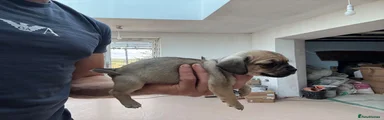 Mixed Breed 2