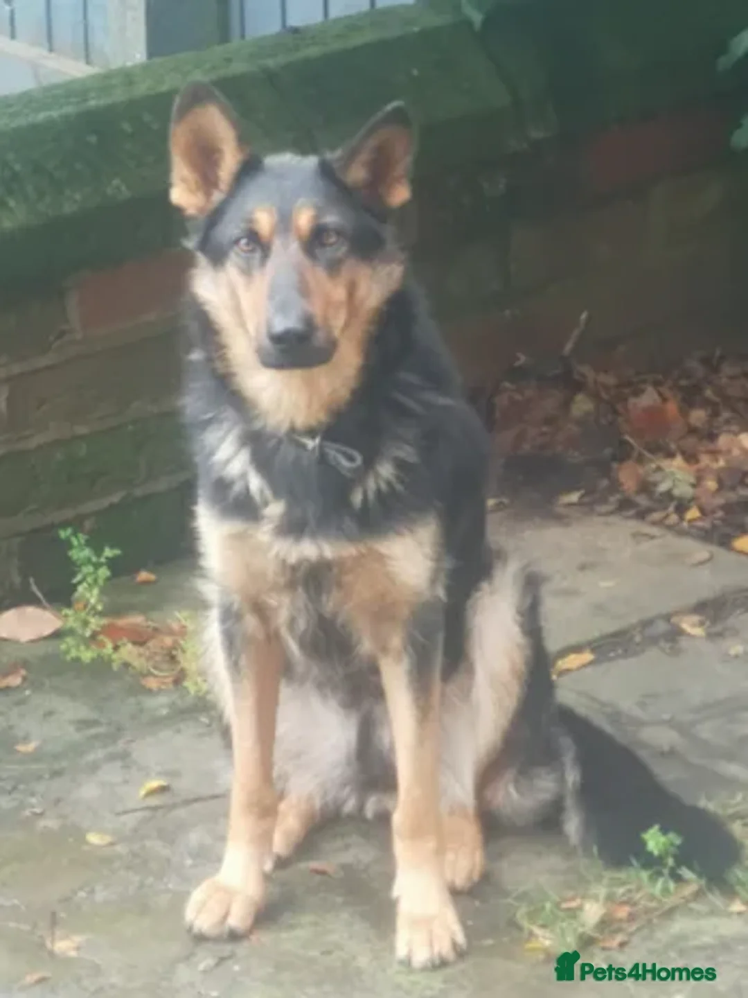 German Shepherd dogs for sale: Female German Shepherd - Advert 2