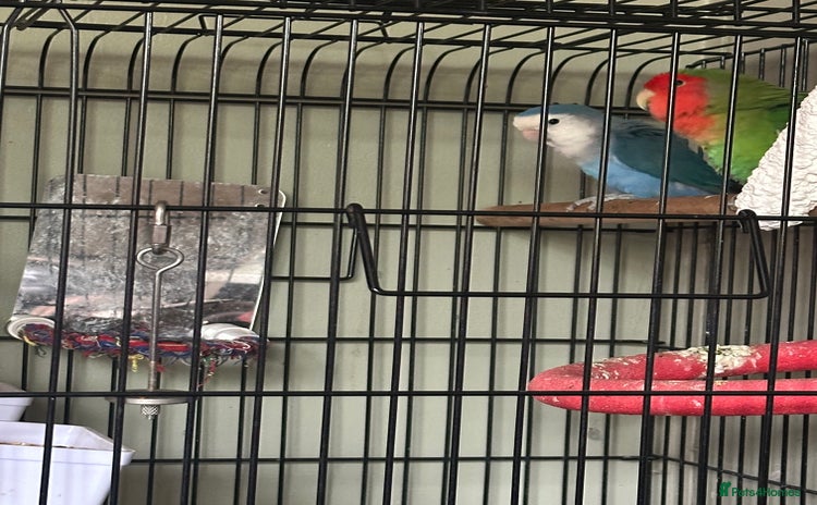 Lovebirds birds - Advert 1