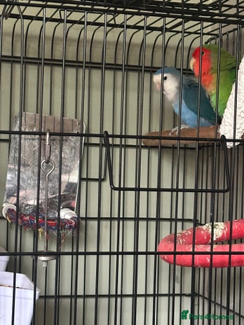 Lovebirds birds - Advert 1