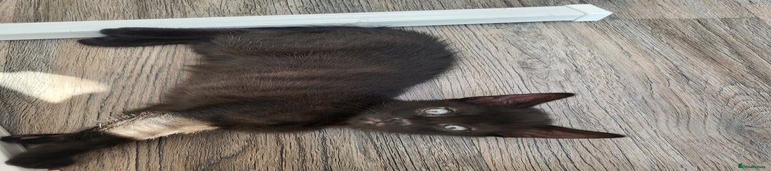 Domestic Shorthair Kitten 2