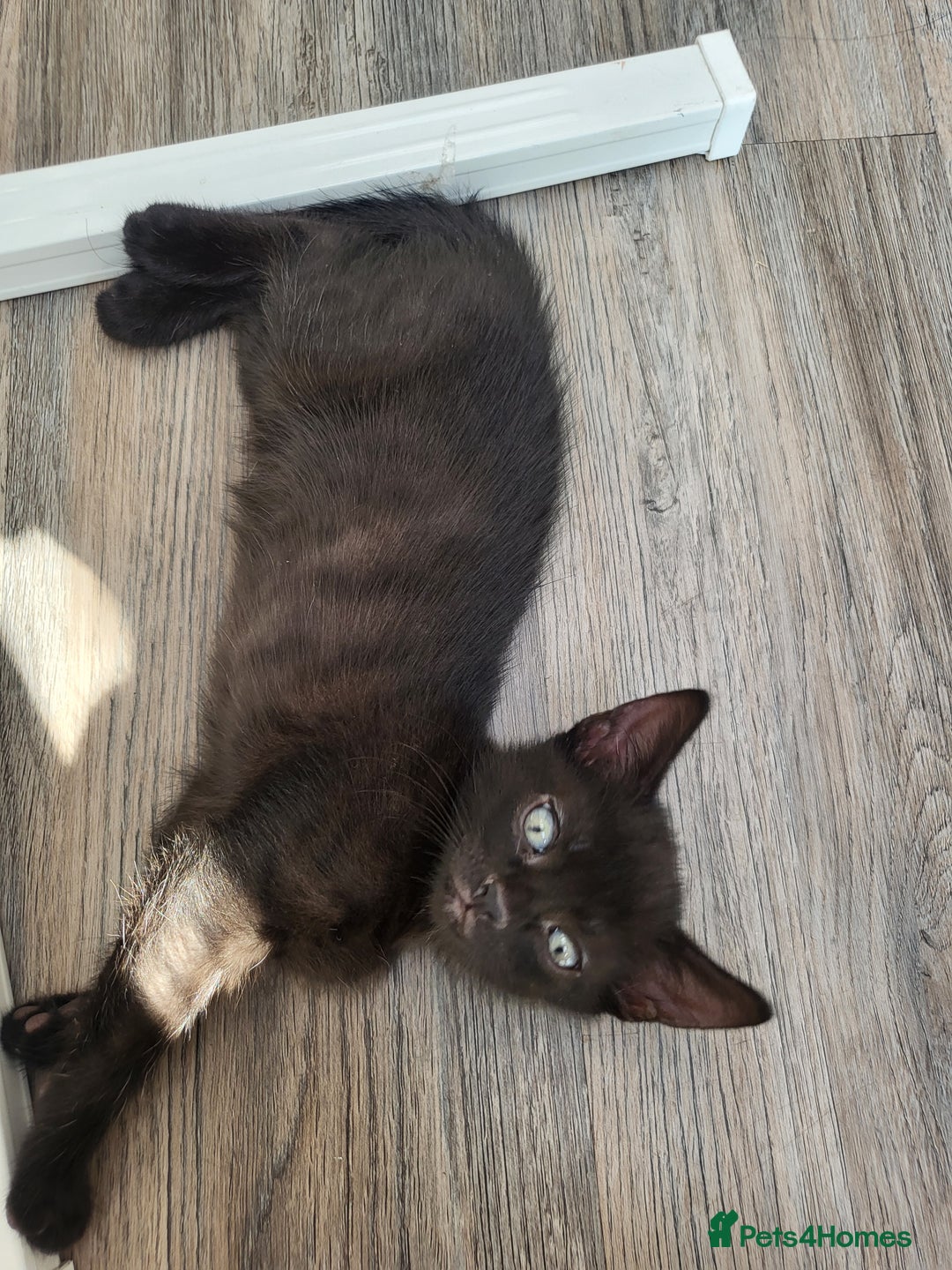 Domestic Shorthair cats for sale: Lovely kittens - Image 3