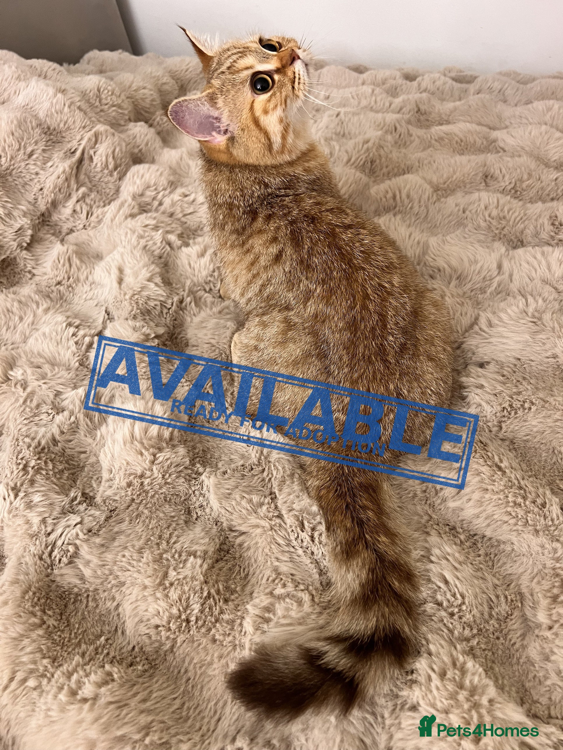 British Longhair cats Adorable GCCF British LH & SH Kittens - Advert 2