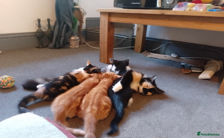 Mixed Breed cats - Advert 9