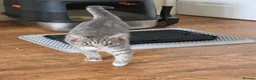 Mixed Breed cats for sale: Beautiful female cat for rehoming  - Advert 1