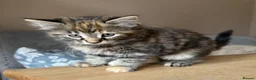 Maine Coon cats for sale: Gorgeous Maine Coon x Domestic long hair - Advert 6