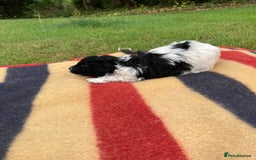 Mixed Breed dogs for sale: Bolonoodle Puppies  - Image 21