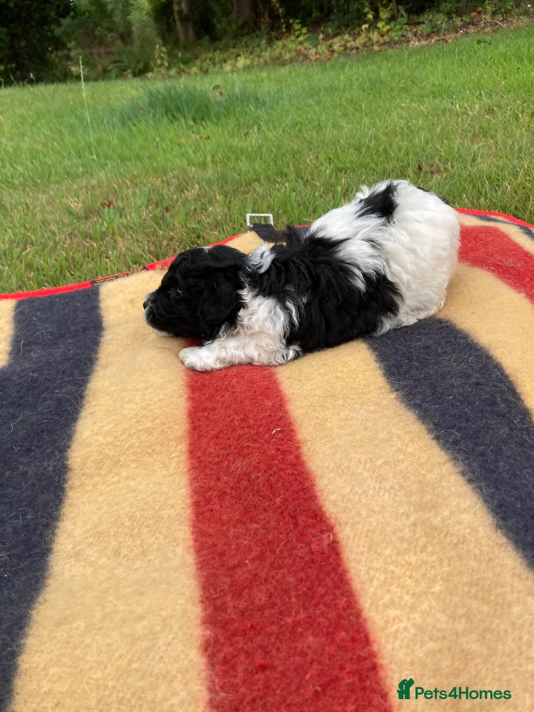 Mixed Breed dogs for sale: Bolonoodle Puppies  - Image 21
