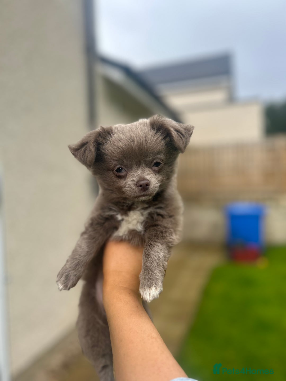 Chihuahua dogs for sale: Beautiful long coat pure breed chihuahua  - Image 23
