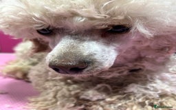 Toy Poodle dogs for sale: Toy poodle puppies ready now. Aberdeenshire - Image 27