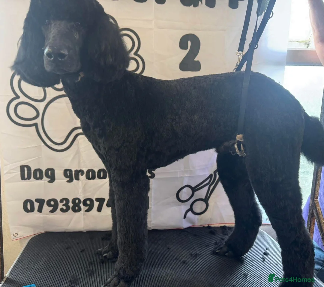 Standard Poodle dogs for stud: Standard poodle ( Stud only ) - Advert 1