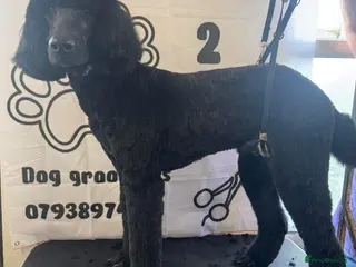 Standard Poodle dogs Standard poodle ( Stud only ) - Advert 1
