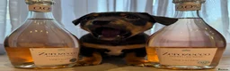 Jack Russell dogs for sale: Wonderful Jack Russells - Advert 9
