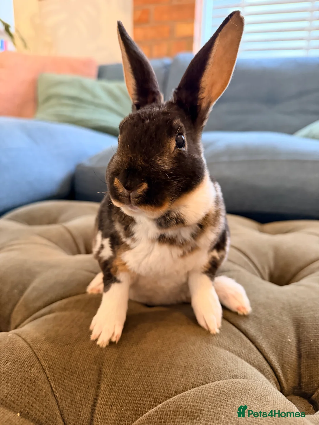 Rex rabbits for sale: 2 mini Rex bucks for sale  - Advert 1