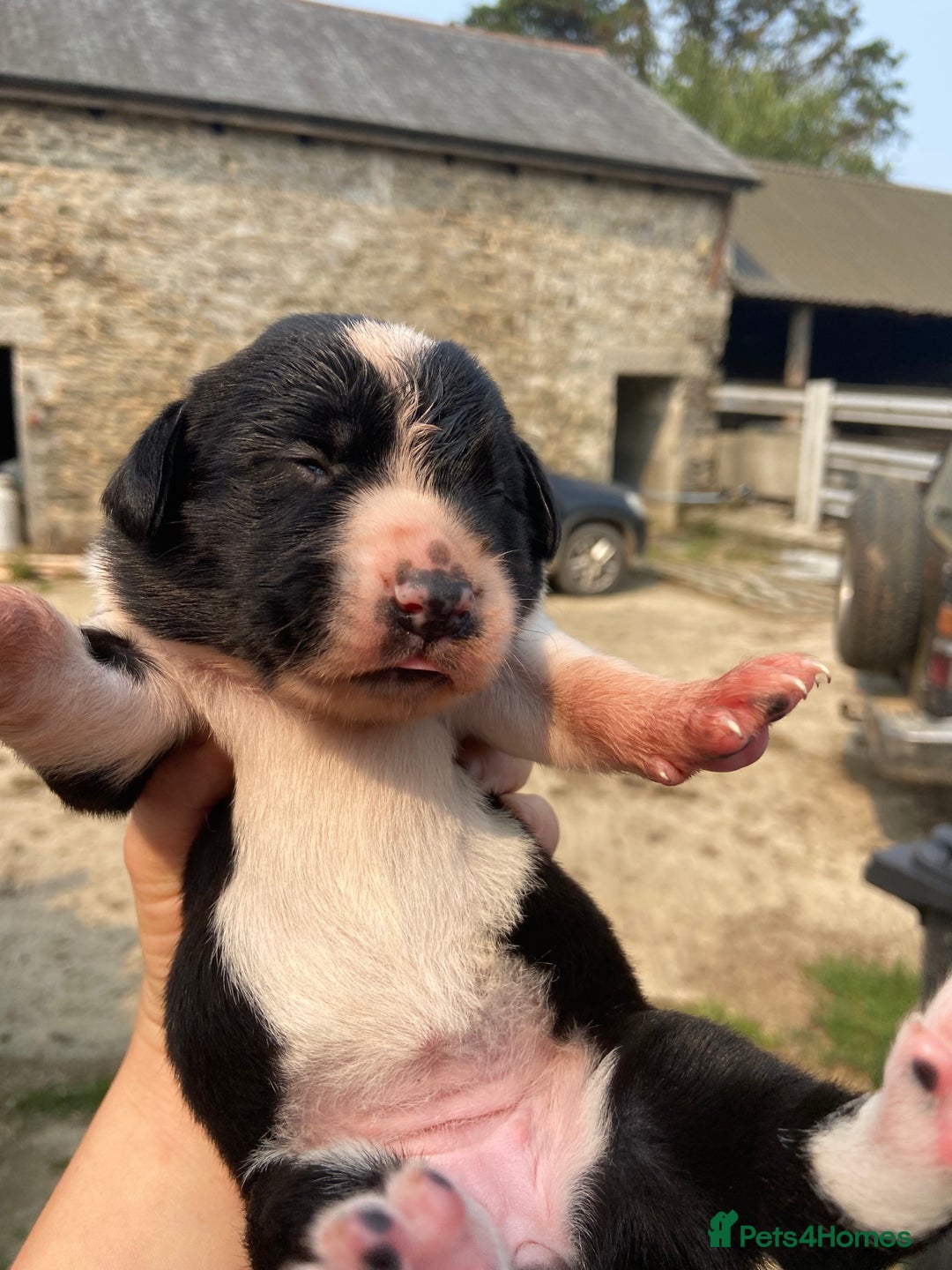 Sprollie dogs for sale: Springer spaniel x - Image 5