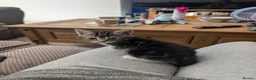 Mixed Breed cats for sale: Kittens - Advert 5