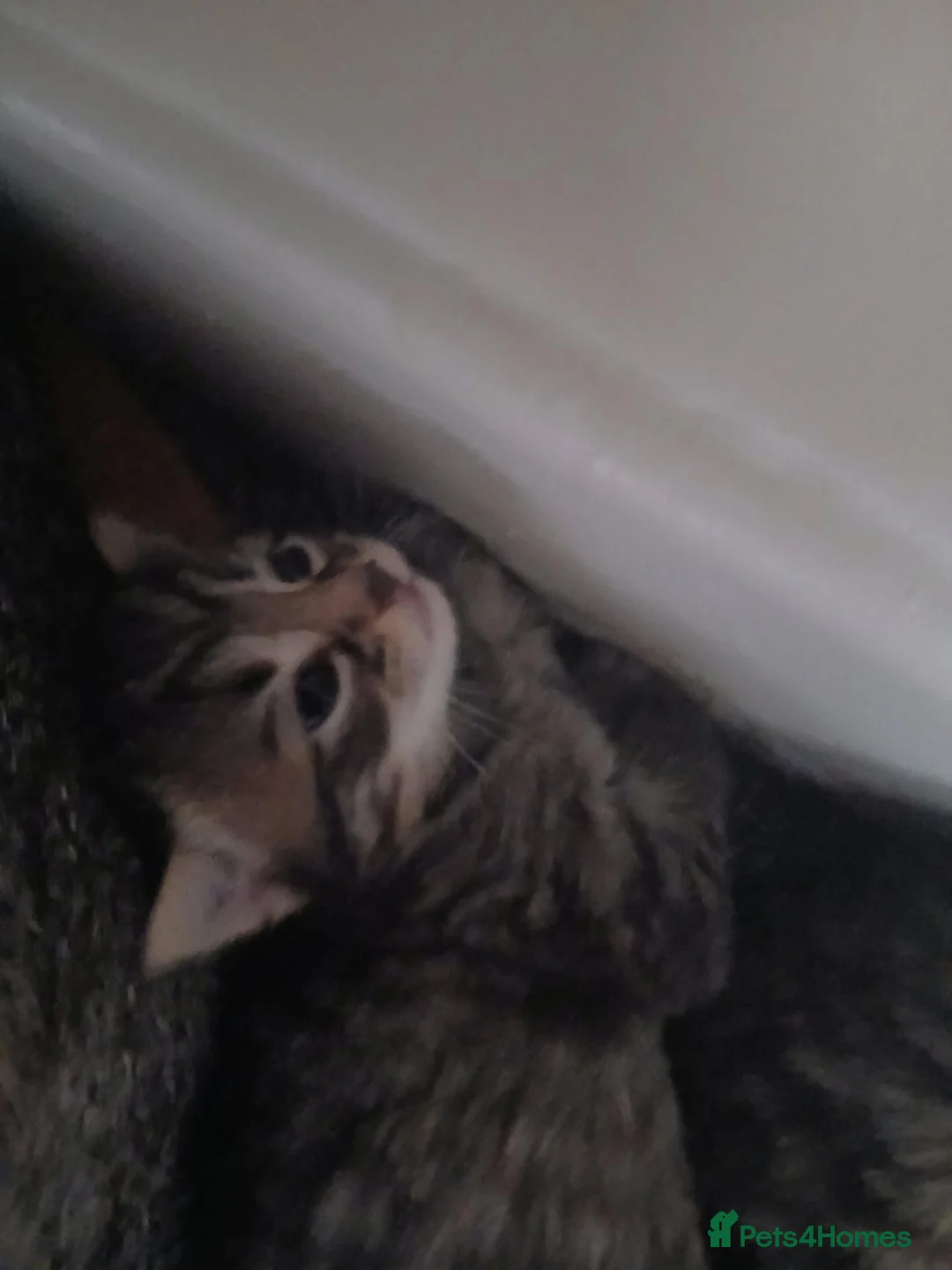 British Shorthair cats for sale: Beautiful tabby kittens - Advert 6