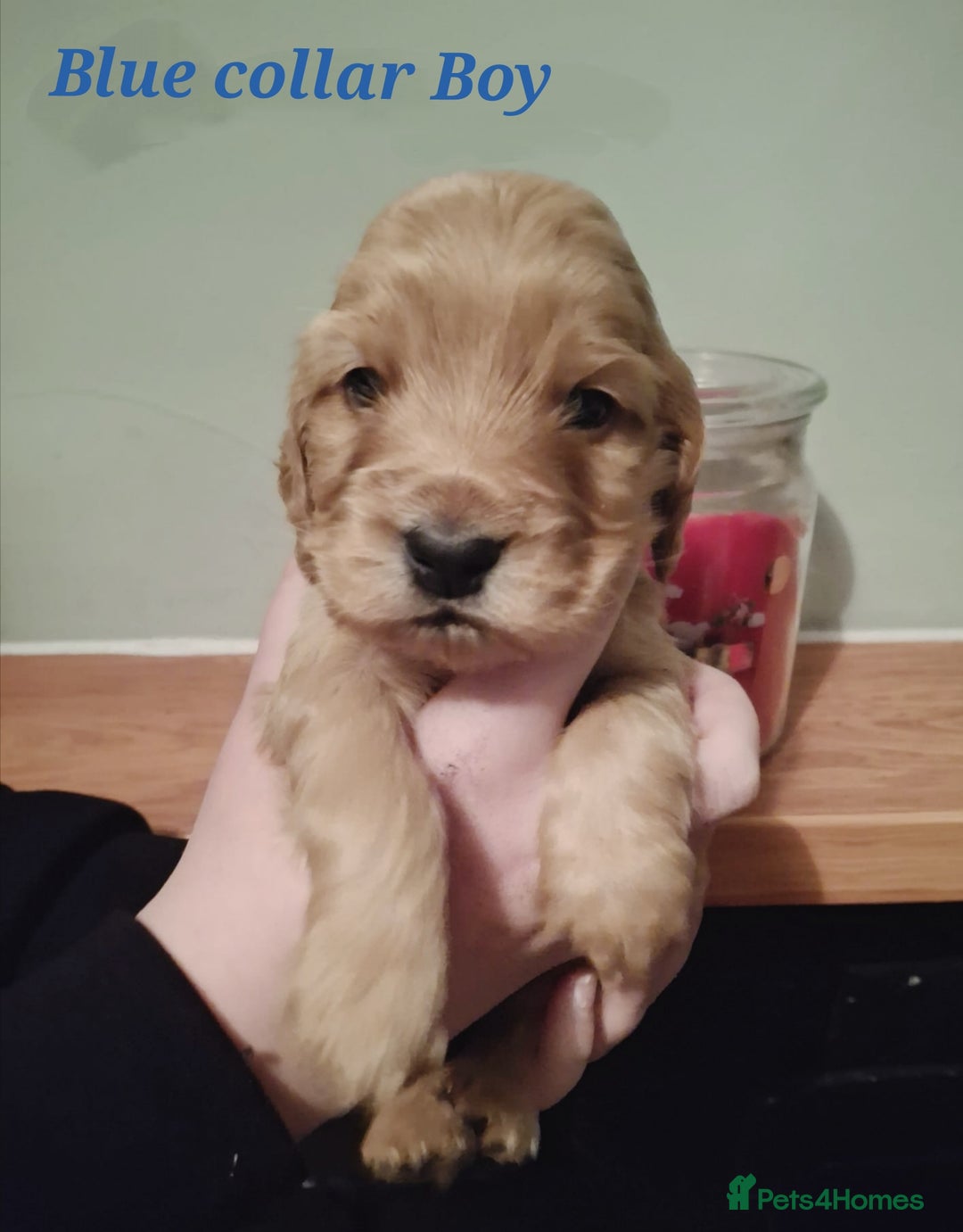 Cocker Spaniel dogs for sale: Stunning KC registered show cocker puppies - Advert 18