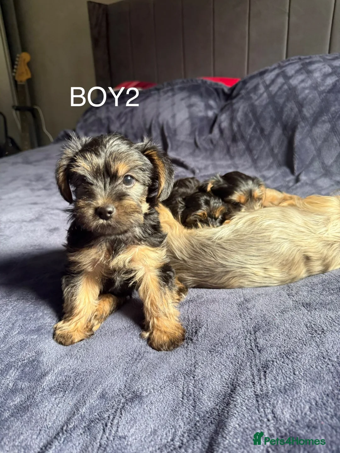 Yorkshire Terrier dogs for sale: 3 Beautiful Yorkshire Terrier for sale in Newark - Advert 19