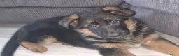 German Shepherd dogs for sale: Beautiful German shepherd puppies 1 left - Advert 8