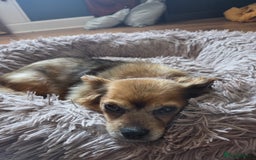 Mixed Breed dogs for adoption: 💕Suzi  - Image 3