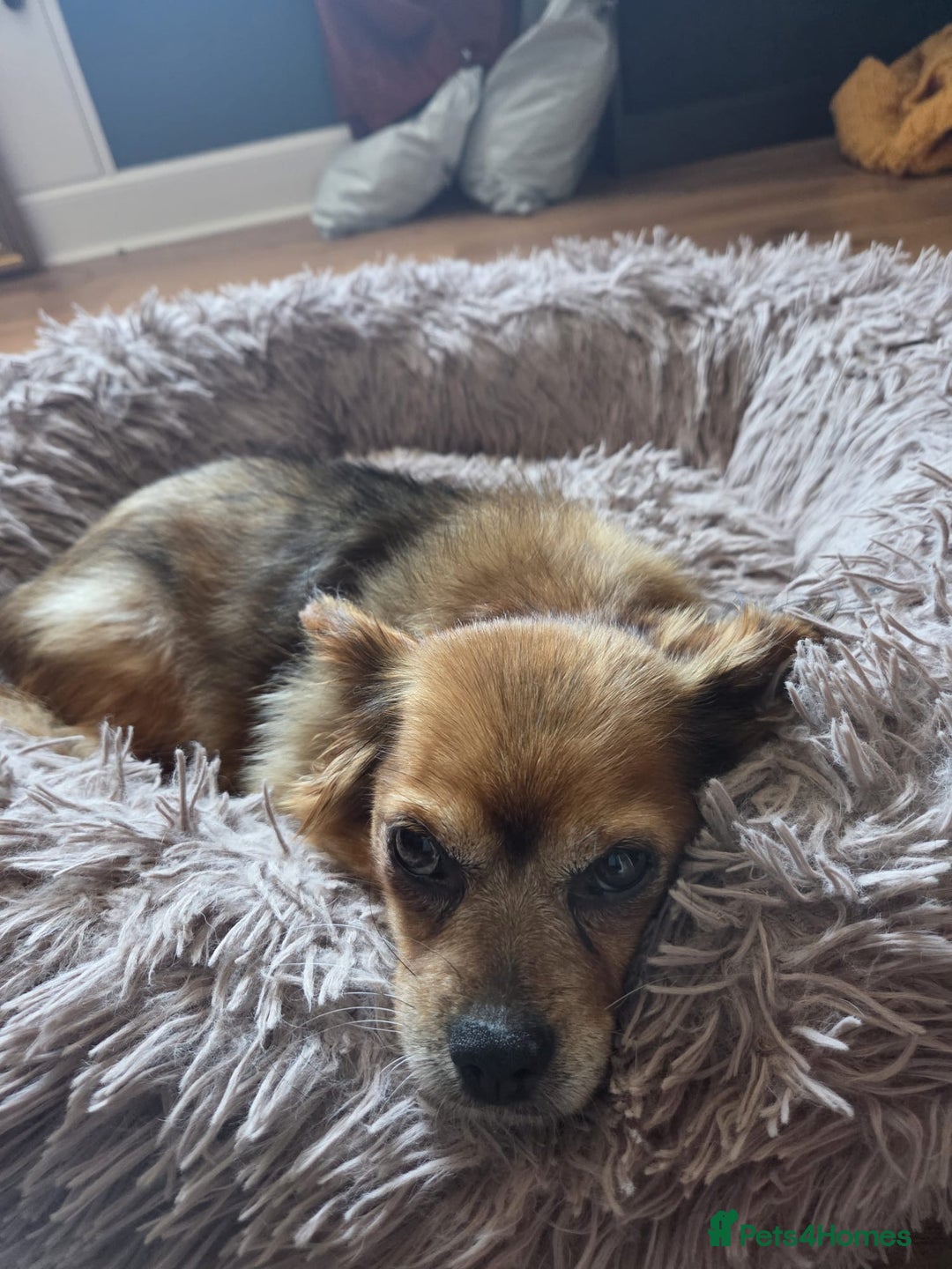 Mixed Breed dogs for adoption: 💕Suzi  - Image 3