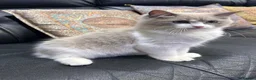 Ragdoll cats for sale:  Tica registered full pedigree ragdolls - Advert 14