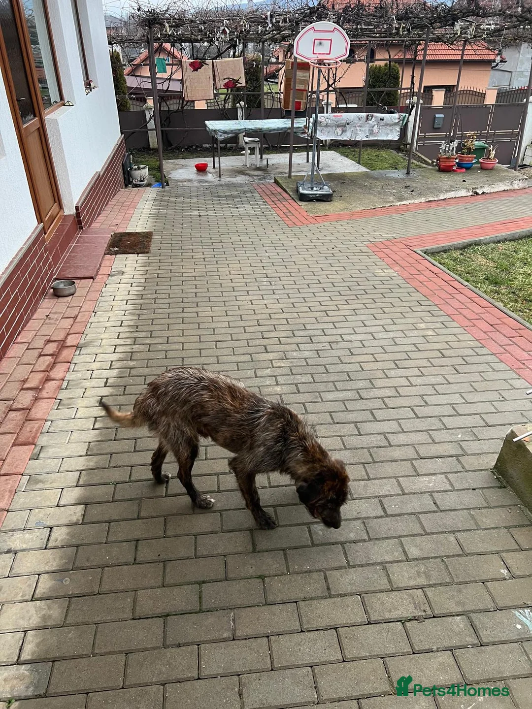 Mixed Breed dogs for adoption: Meet Dutch ❤️‍🩹 - Advert 2