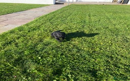 Labrador Retriever dogs for sale: Labrador retriever - Image 14