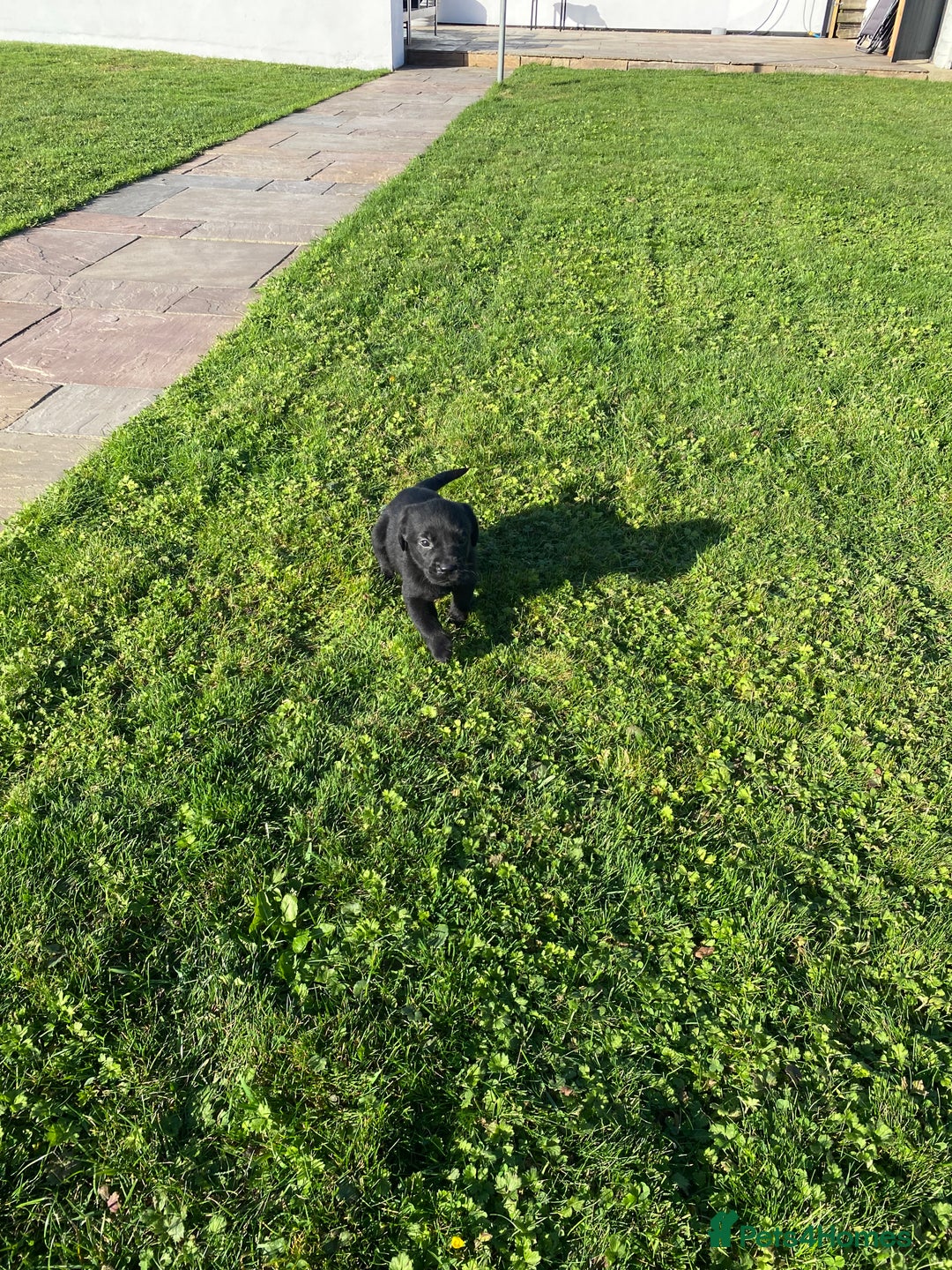 Labrador Retriever dogs for sale: Labrador retriever - Image 14