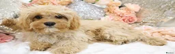 Cavapoo dogs for sale: *HEALTH TESTED*  F1 Cavapoos - Advert 6