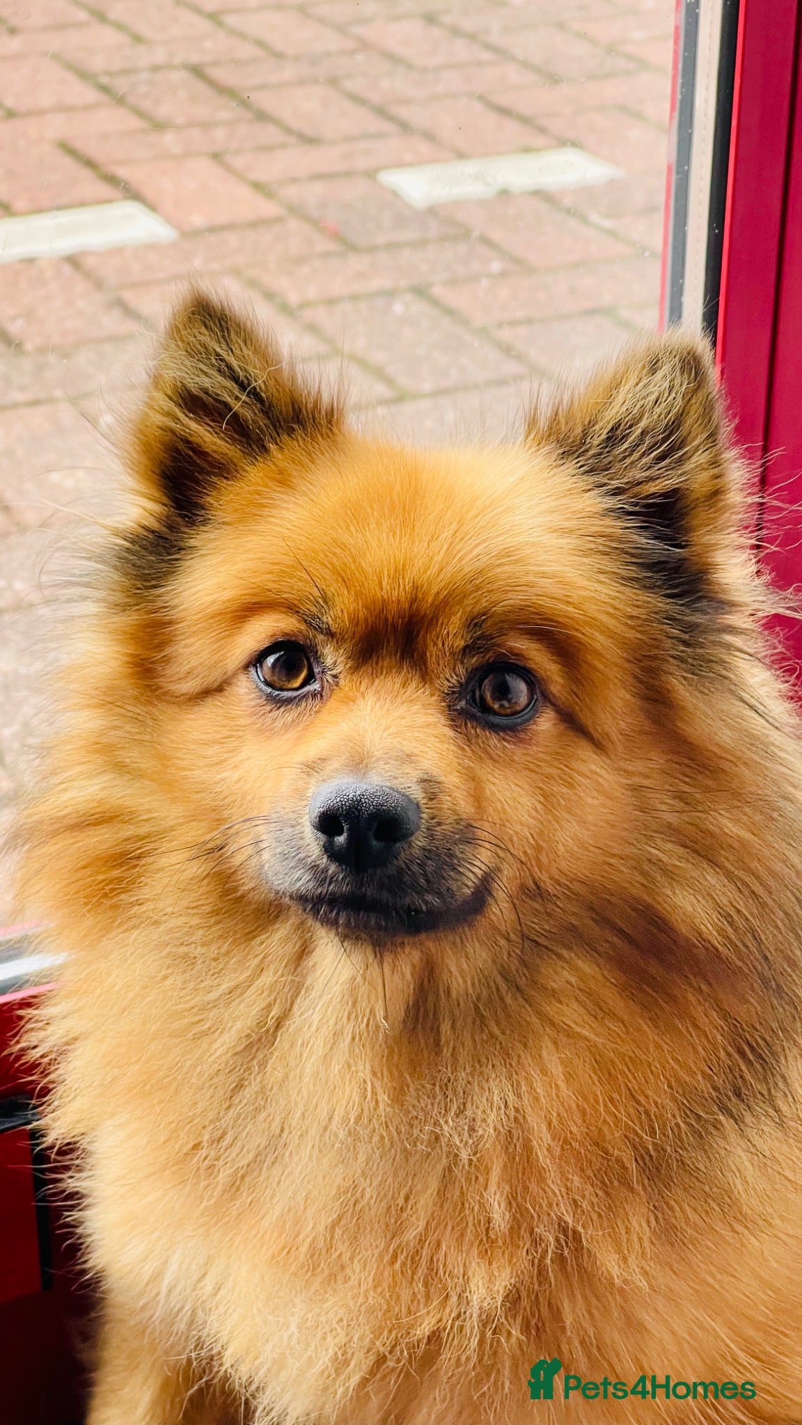 Pomeranian dogs Pomeranian Puppies for sale - Advert 3