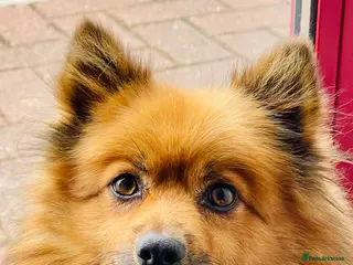 Pomeranian dogs Pomeranian Puppies for sale - Advert 3