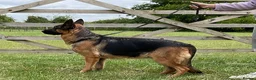 German Shepherd dogs for sale: Retiring 3 bitches & 1 male - Advert 3