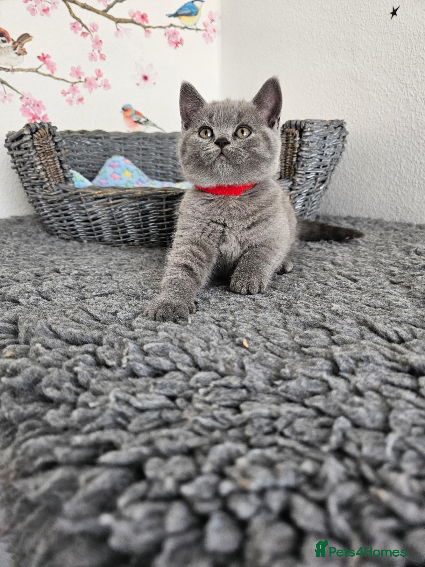 British Shorthair cats British Shorthair Kittens  - Advert 5