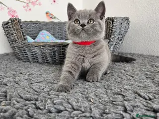 British Shorthair cats British Shorthair Kittens - Advert 5