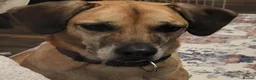 Mixed Breed dogs for sale: Nikita - mixed breed in Ipswich - Advert 2