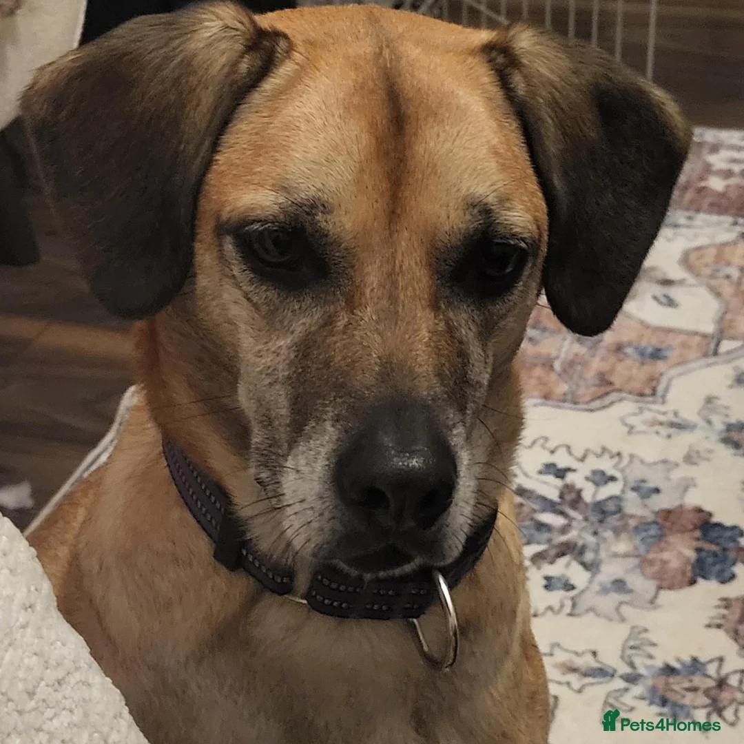 Mixed Breed dogs for sale: Nikita - mixed breed in Ipswich - Advert 2