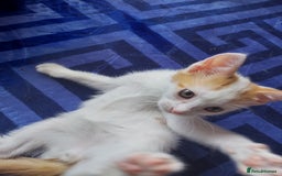 Mixed Breed cats for sale: Beautiful little boy  - Image 3